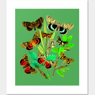 butterfly   moth caterpillar larva pupa insect Posters and Art